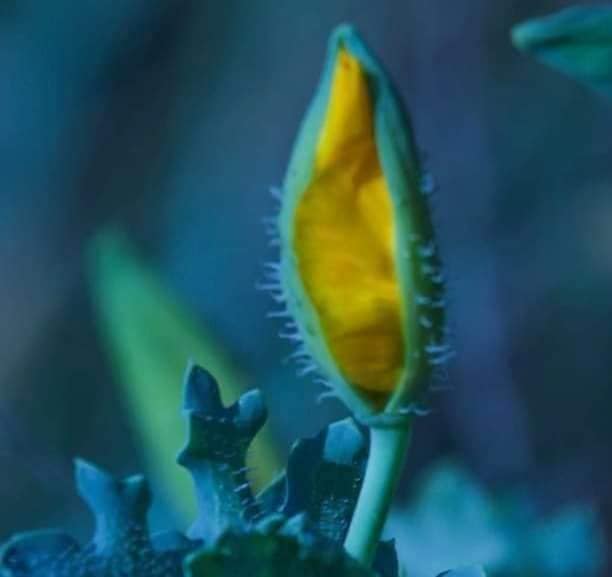 В Украине расцвел очень редкий цветок, занесенный в Красную книгу: фото