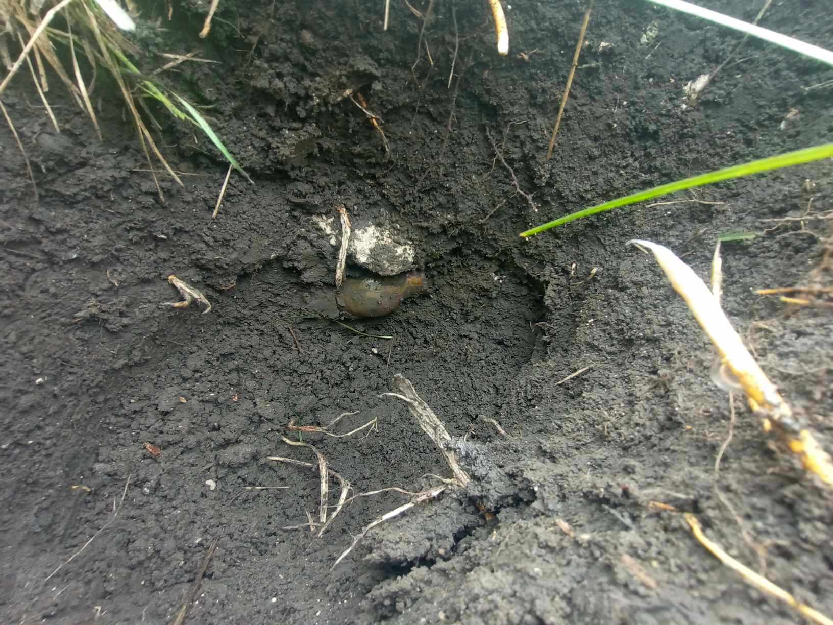 Під Одесою знайшли горщик зі скарбами Кримського ханства (фото)