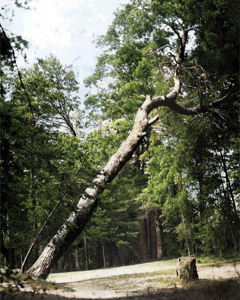Із залізничною станцією та елітними дачами. Як виглядала столична Дарниця 100 років тому