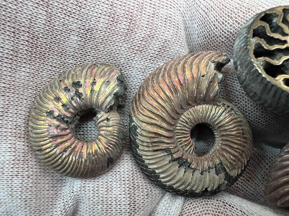 Прямували до Канади. Митники вилучили із посилки 52 молюски Юрського періоду (фото)