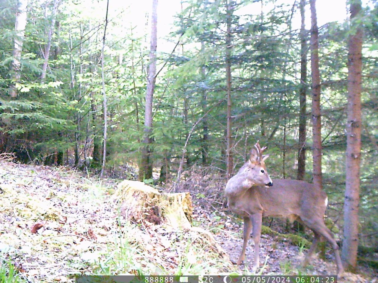 Окрас шерсти меняется с рыжего на серый. В Карпатах заметили особенное животное (фото)