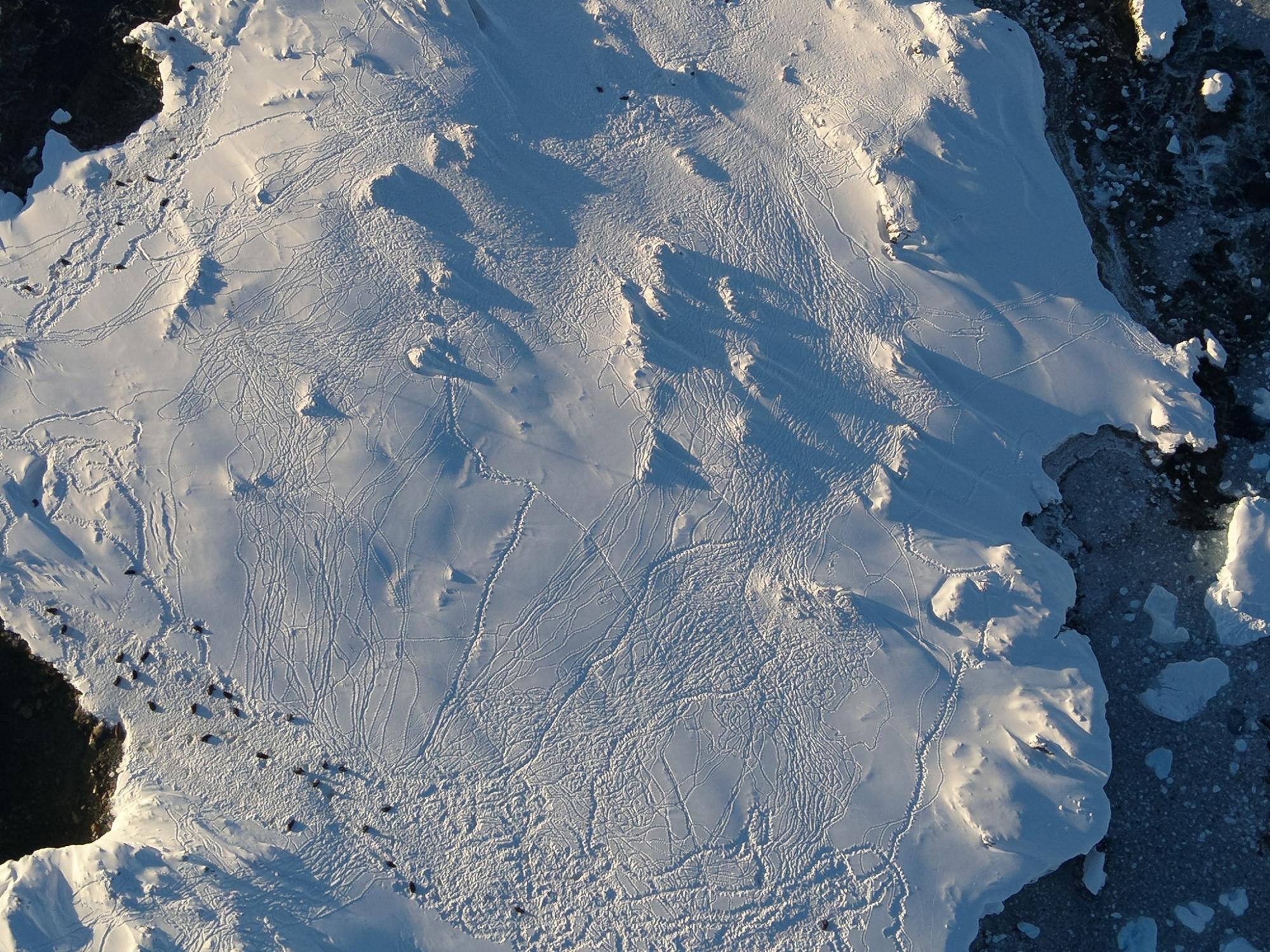 Украинские полярники показали кошачье &quot;нашествие&quot; в Антарктике: невероятные фото