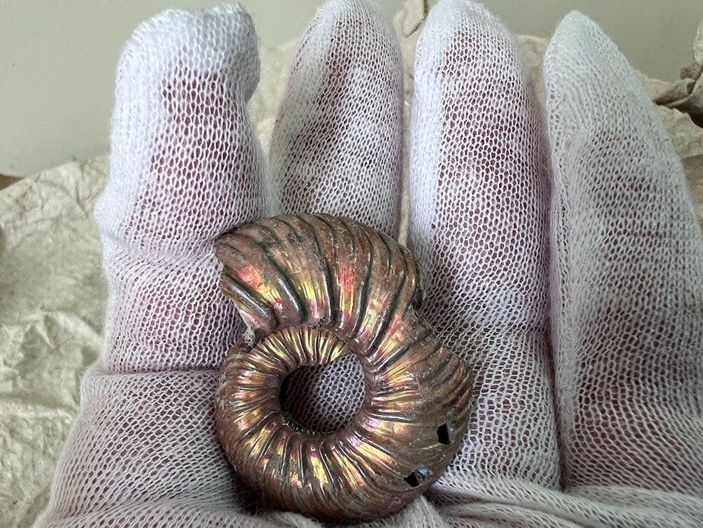 Прямували до Канади. Митники вилучили із посилки 52 молюски Юрського періоду (фото)