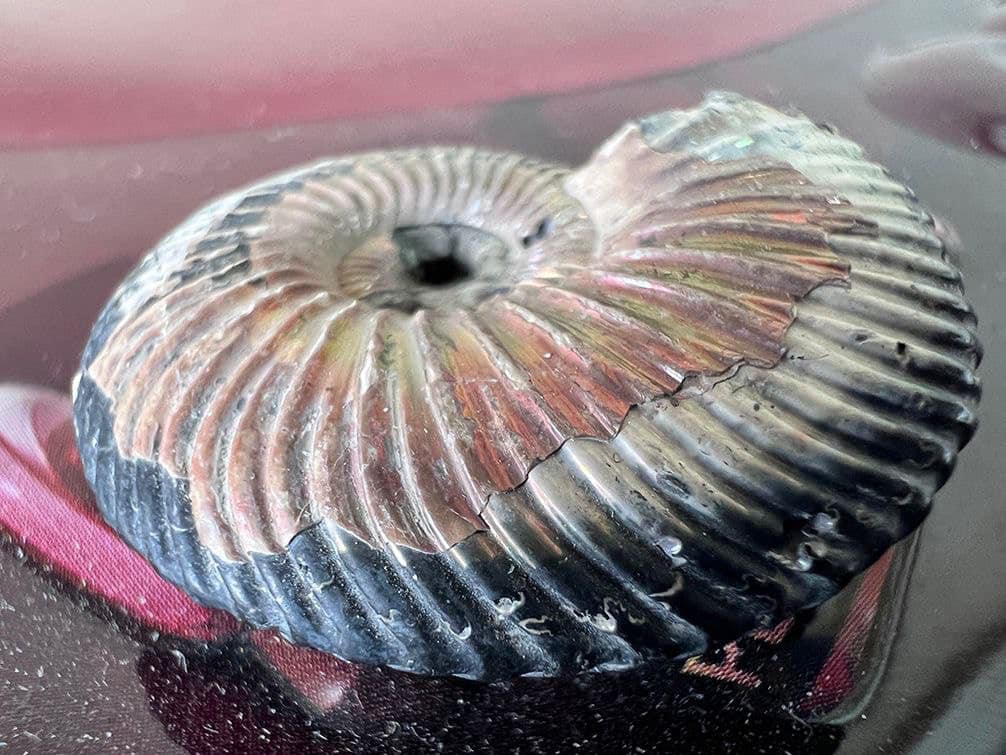 Направились в Канаду. Таможенники изъяли из посылки 52 моллюска Юрского периода (фото)