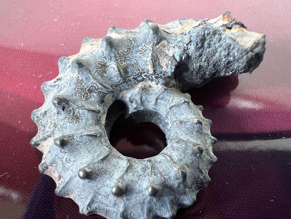 Направились в Канаду. Таможенники изъяли из посылки 52 моллюска Юрского периода (фото)