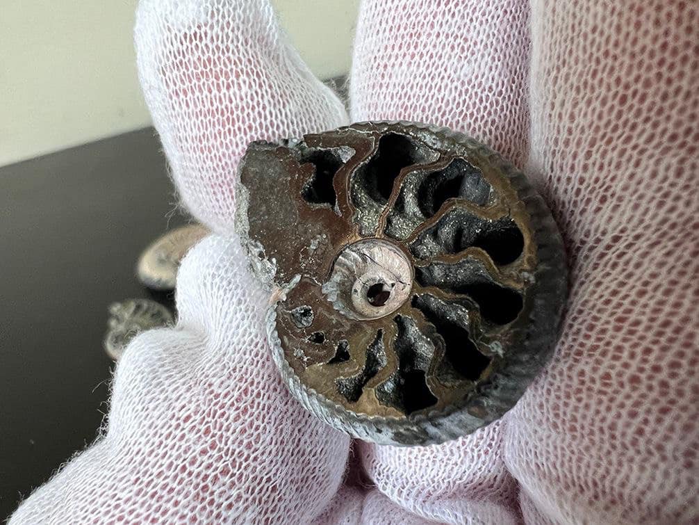 Направились в Канаду. Таможенники изъяли из посылки 52 моллюска Юрского периода (фото)