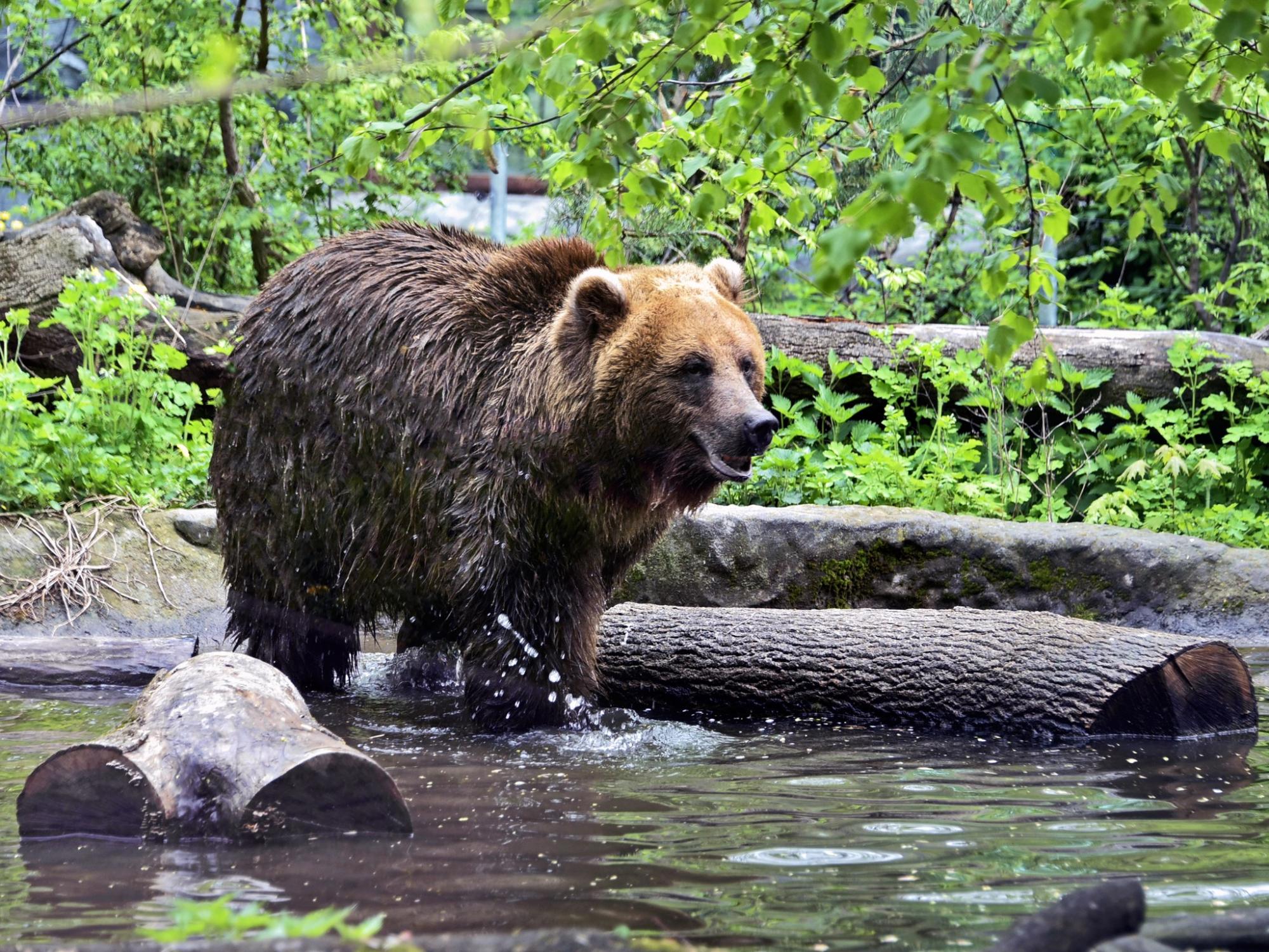 Животные в КиевЗоо радуются, принимая СПА-процедуры: милые фото
