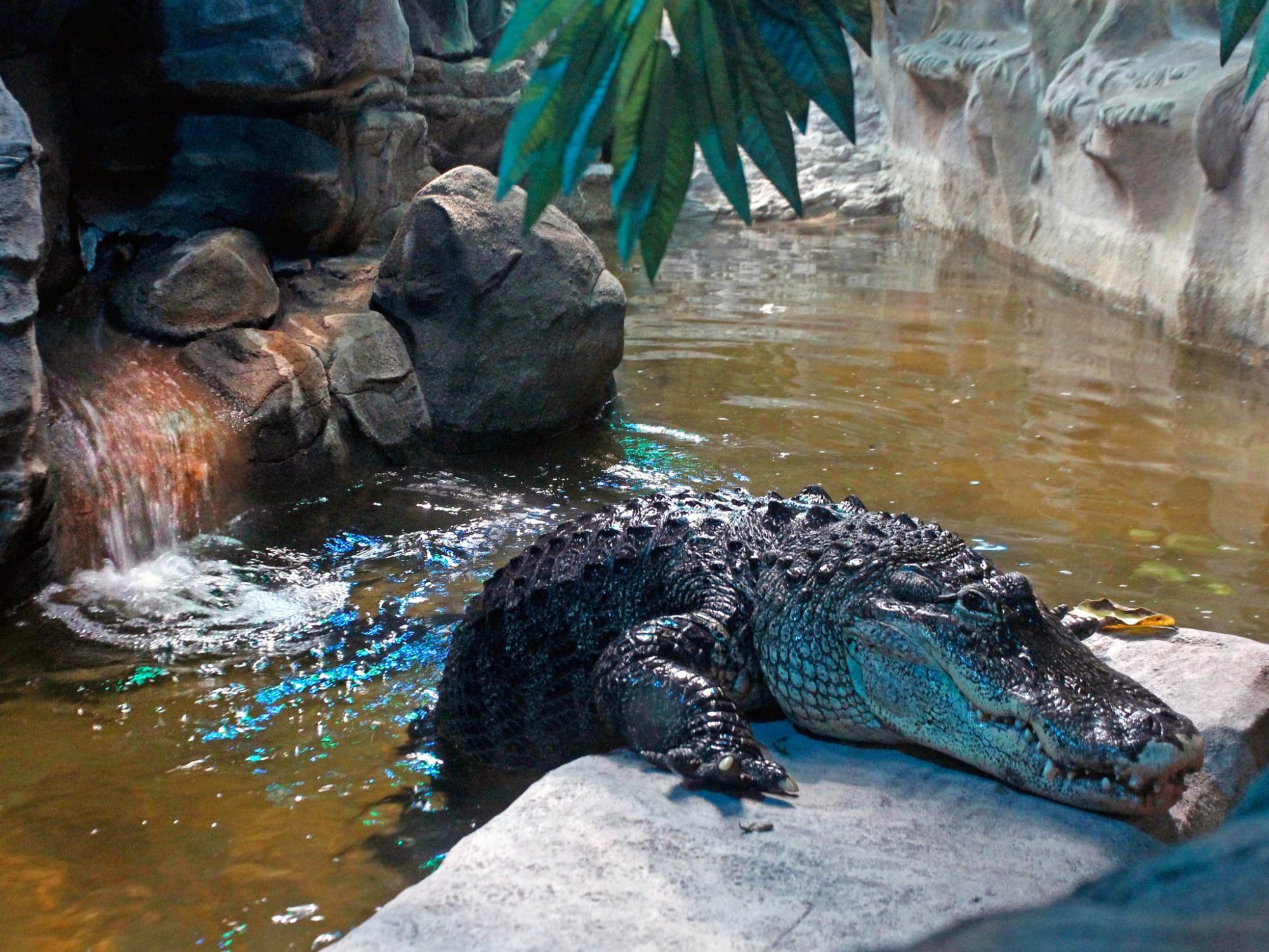Животные в КиевЗоо радуются, принимая СПА-процедуры: милые фото