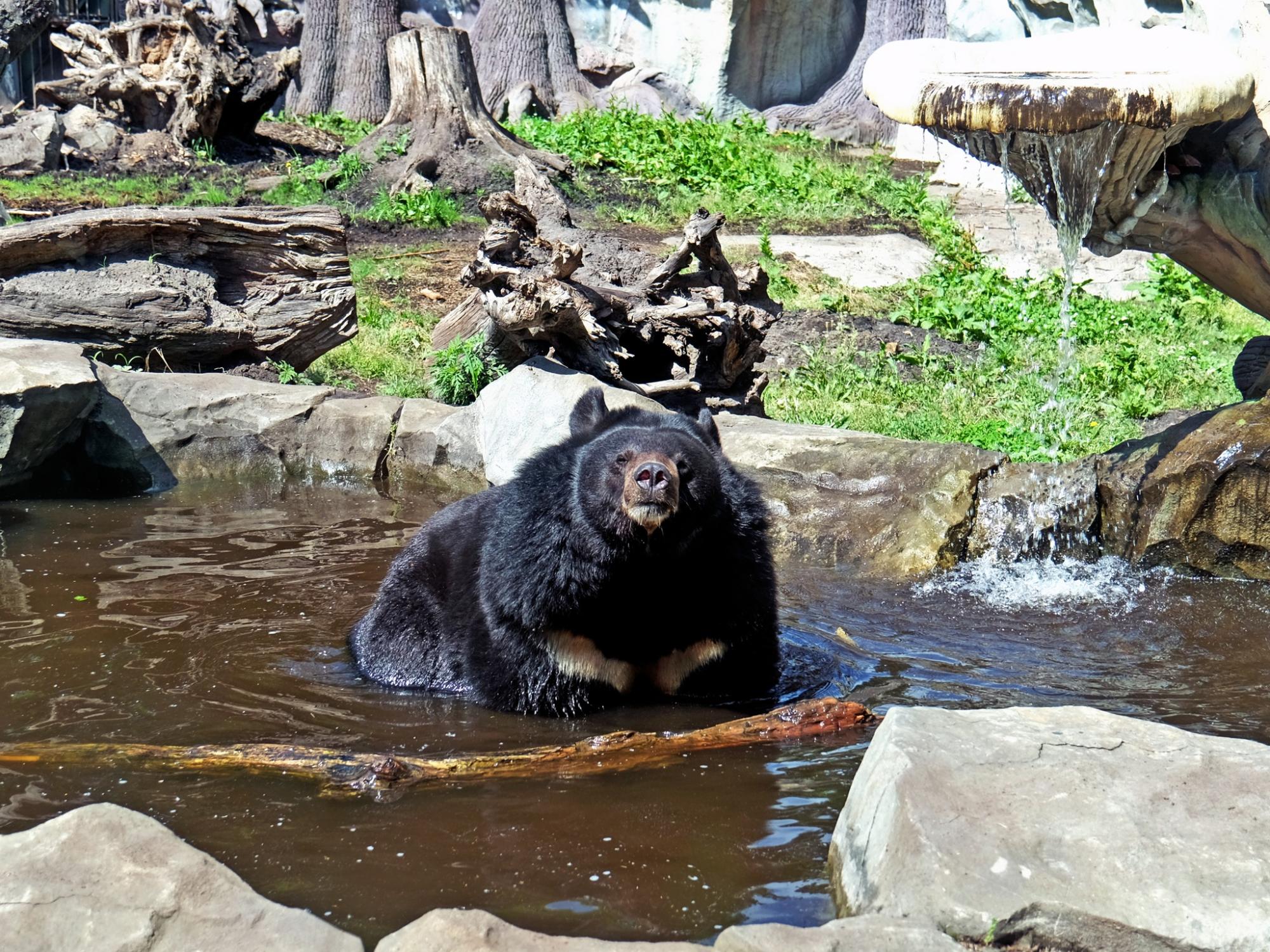 Животные в КиевЗоо радуются, принимая СПА-процедуры: милые фото