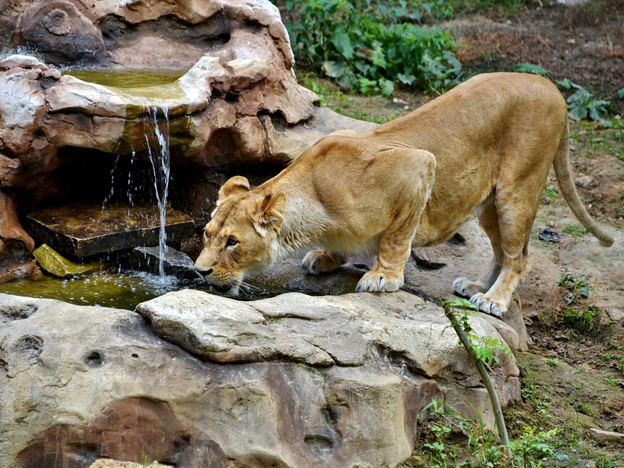 Животные в КиевЗоо радуются, принимая СПА-процедуры: милые фото