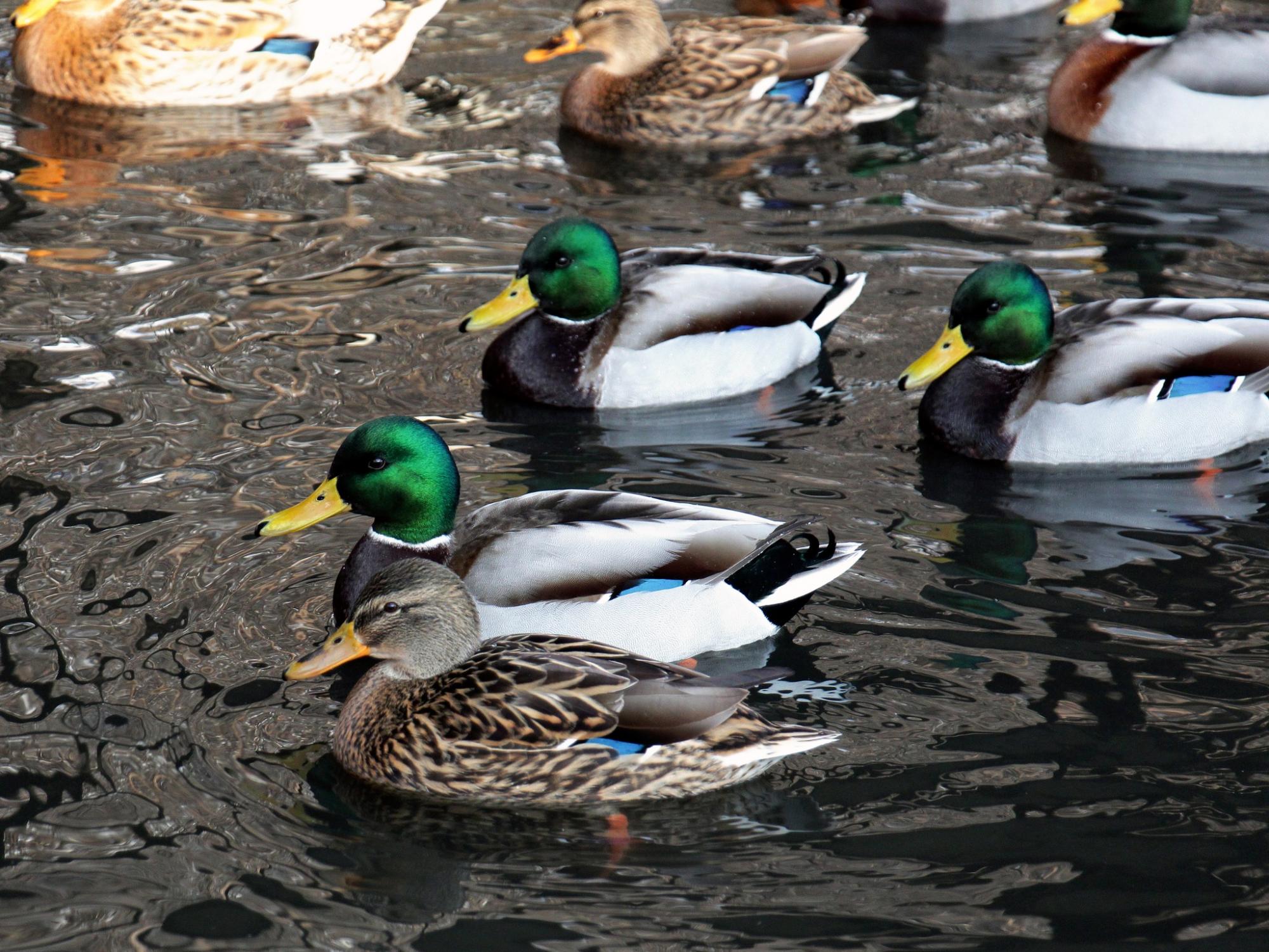 Животные в КиевЗоо радуются, принимая СПА-процедуры: милые фото