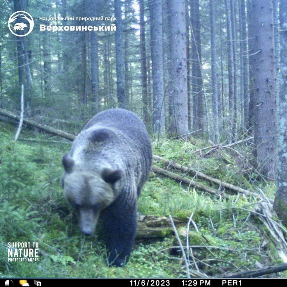 В Карпатах заметили 400-килограммового хищника, встреча с которым очень опасна: как он выглядит