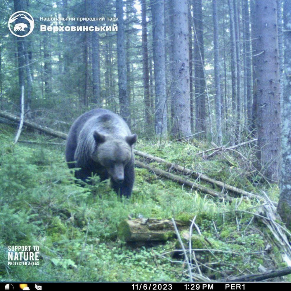 В Карпатах заметили 400-килограммового хищника, встреча с которым очень опасна: как он выглядит