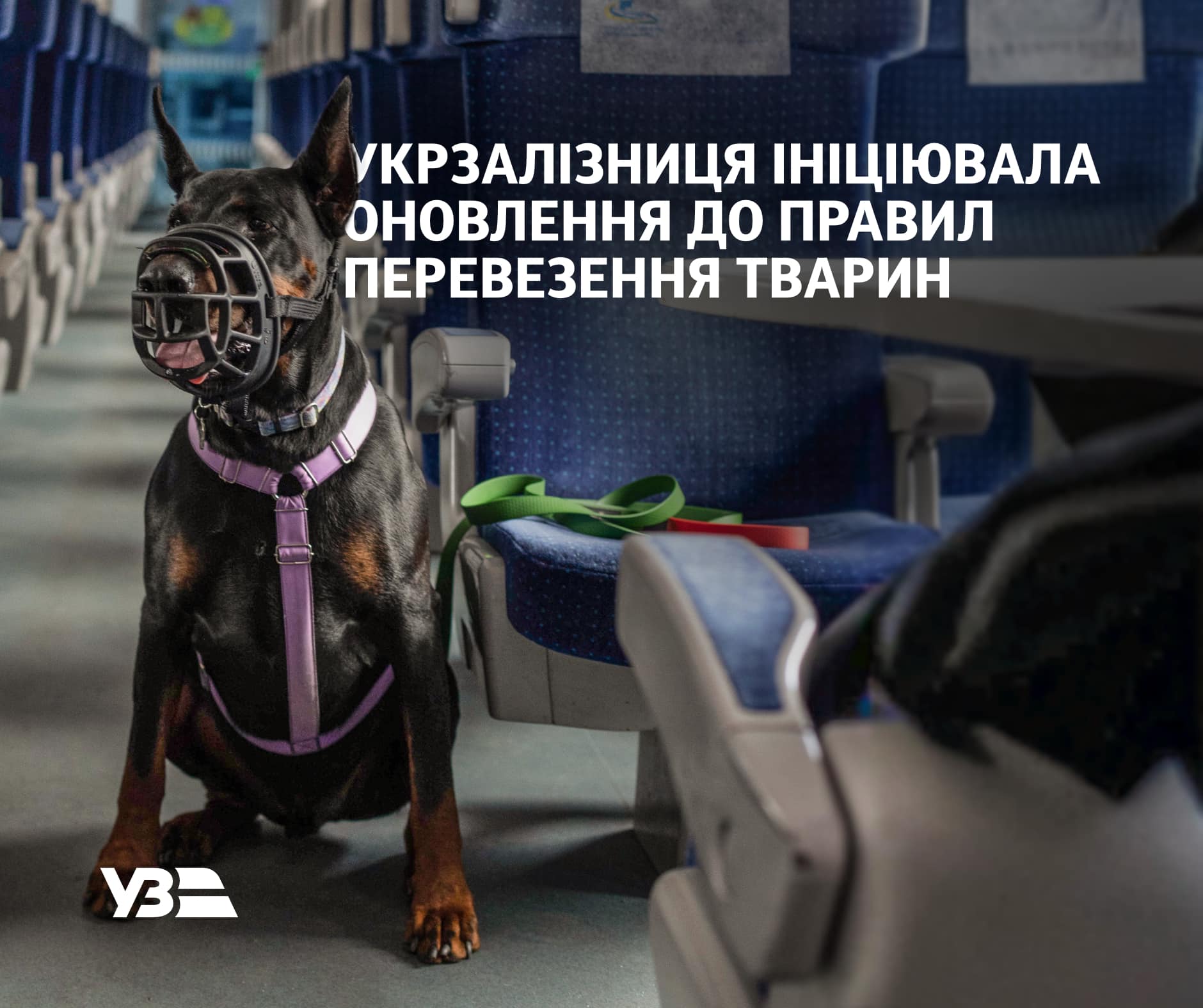 УЗ сделает путешествия с животными более удобными: как и когда изменятся правила перевозки собак