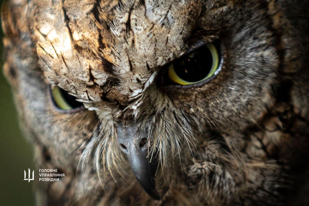&quot;Штатні&quot; сови ГУР оселяться у Київському зоопарку. Неймовірна історія порятунку птахів (фото)