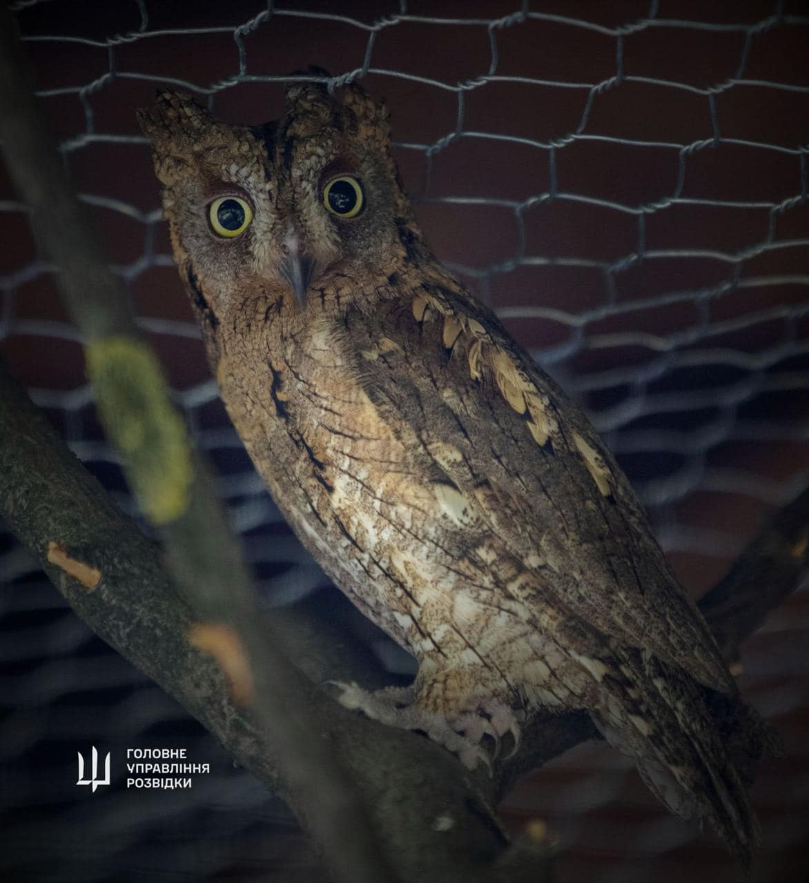 &quot;Штатні&quot; сови ГУР оселяться у Київському зоопарку. Неймовірна історія порятунку птахів (фото)