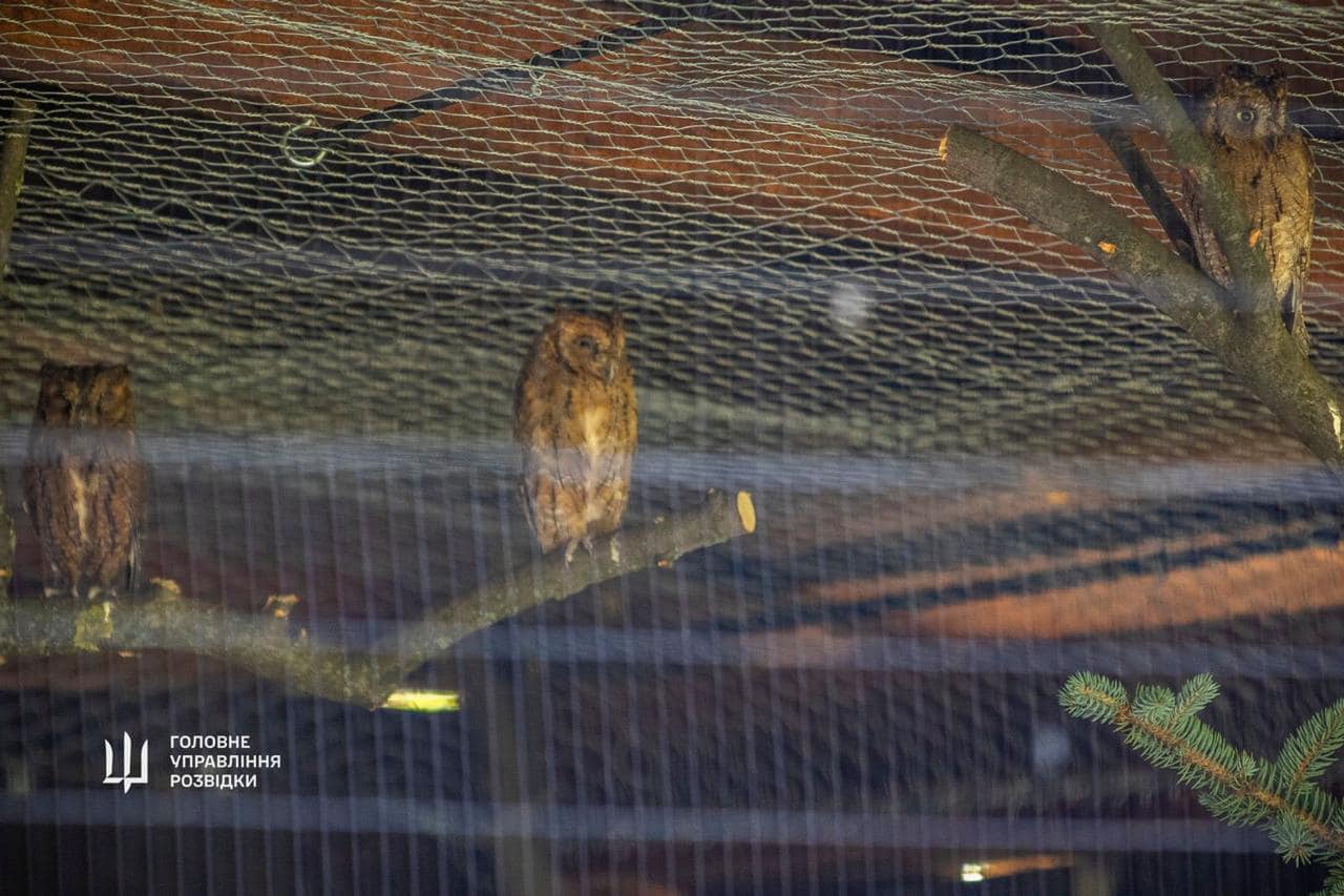 &quot;Штатні&quot; сови ГУР оселяться у Київському зоопарку. Неймовірна історія порятунку птахів (фото)