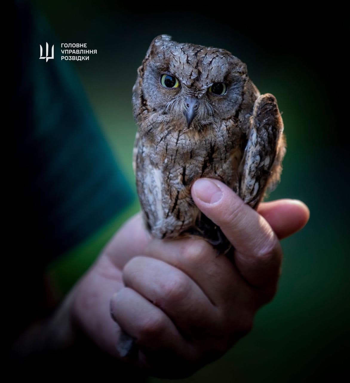 &quot;Штатні&quot; сови ГУР оселяться у Київському зоопарку. Неймовірна історія порятунку птахів (фото)