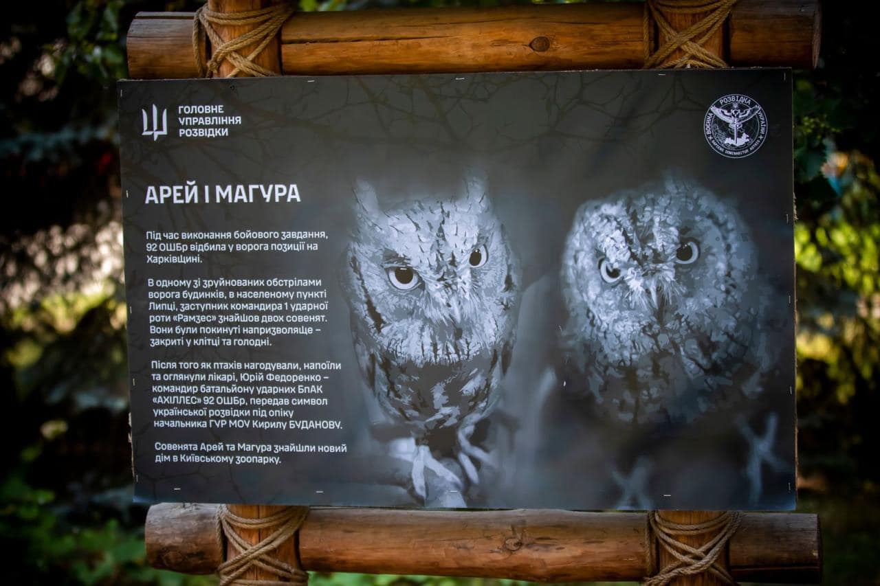 &quot;Штатні&quot; сови ГУР оселяться у Київському зоопарку. Неймовірна історія порятунку птахів (фото)