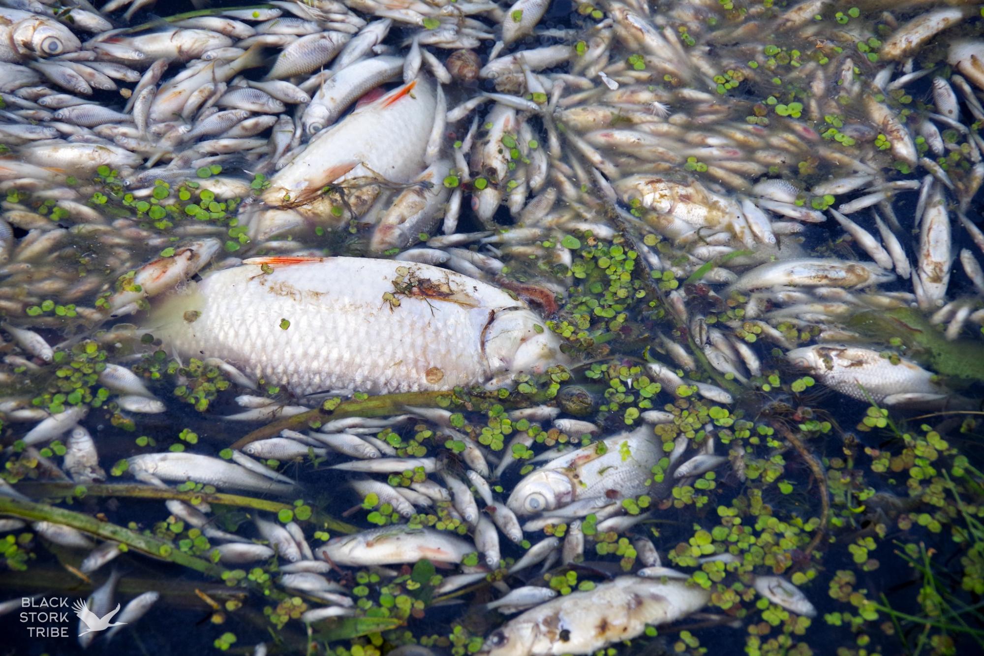 Хто контролює ситуацію щодо забруднення Сейму та Десни та чи є загроза для Києва