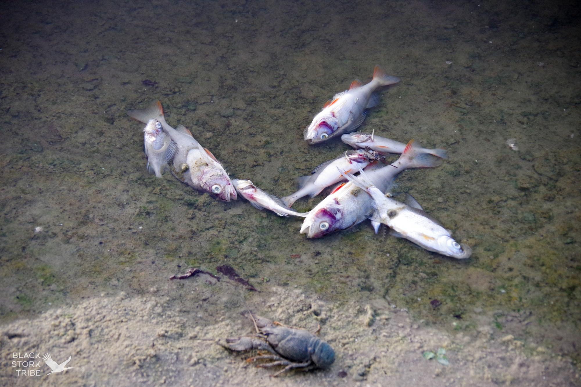Хто контролює ситуацію щодо забруднення Сейму та Десни та чи є загроза для Києва