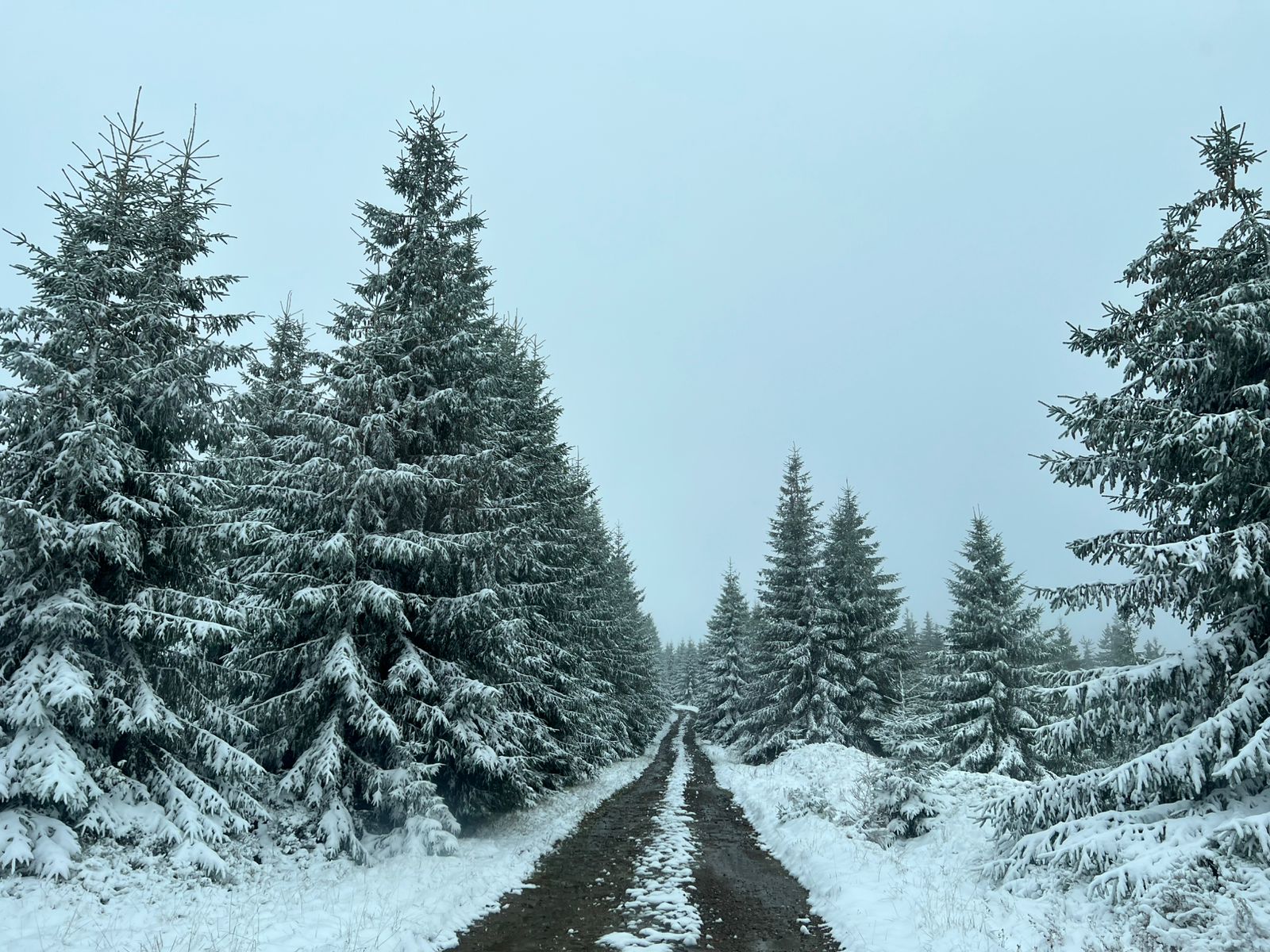 В горы лучше не ходить. Как выглядят заснеженные Карпаты (фото, видео)