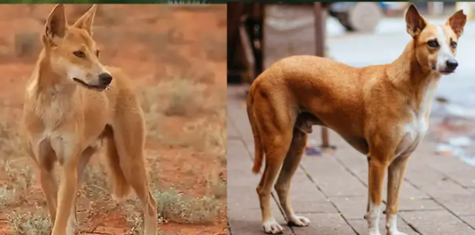 5 диких животных, которые внешне очень похожи на собак (фото)