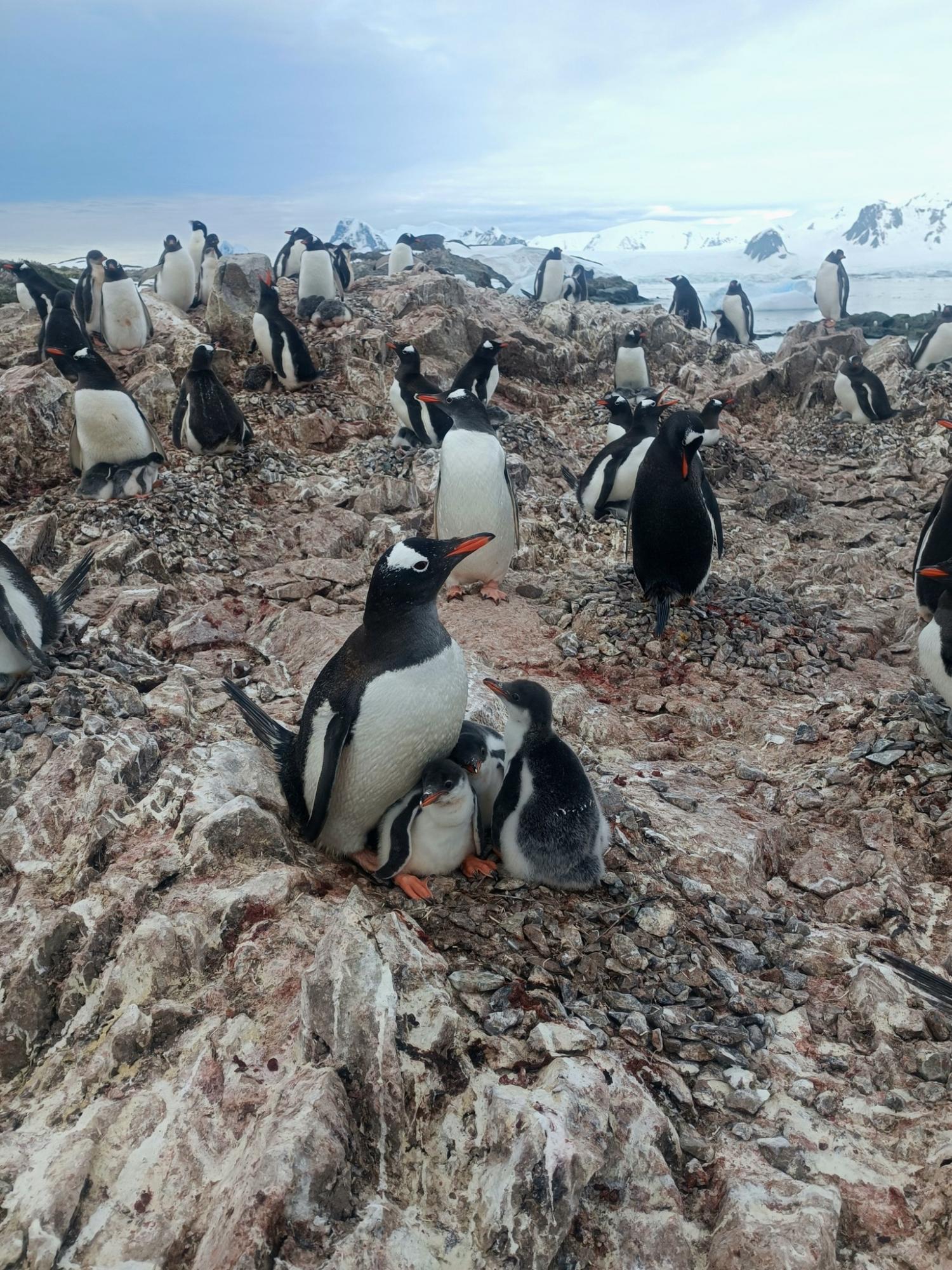 Унікальна родина: полярники показали пінгвінів з рідкісною кількістю пташенят