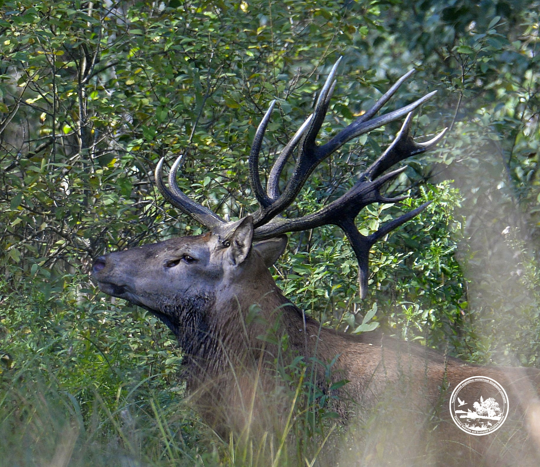 Водятся ли мутанты в Чернобыле и кто живет в рыжем лесу: блиц о животных зоны отчуждения