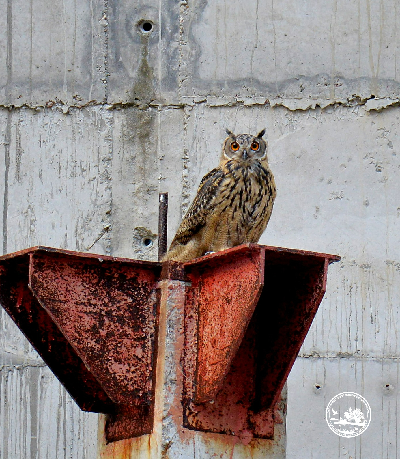 Водятся ли мутанты в Чернобыле и кто живет в рыжем лесу: блиц о животных зоны отчуждения