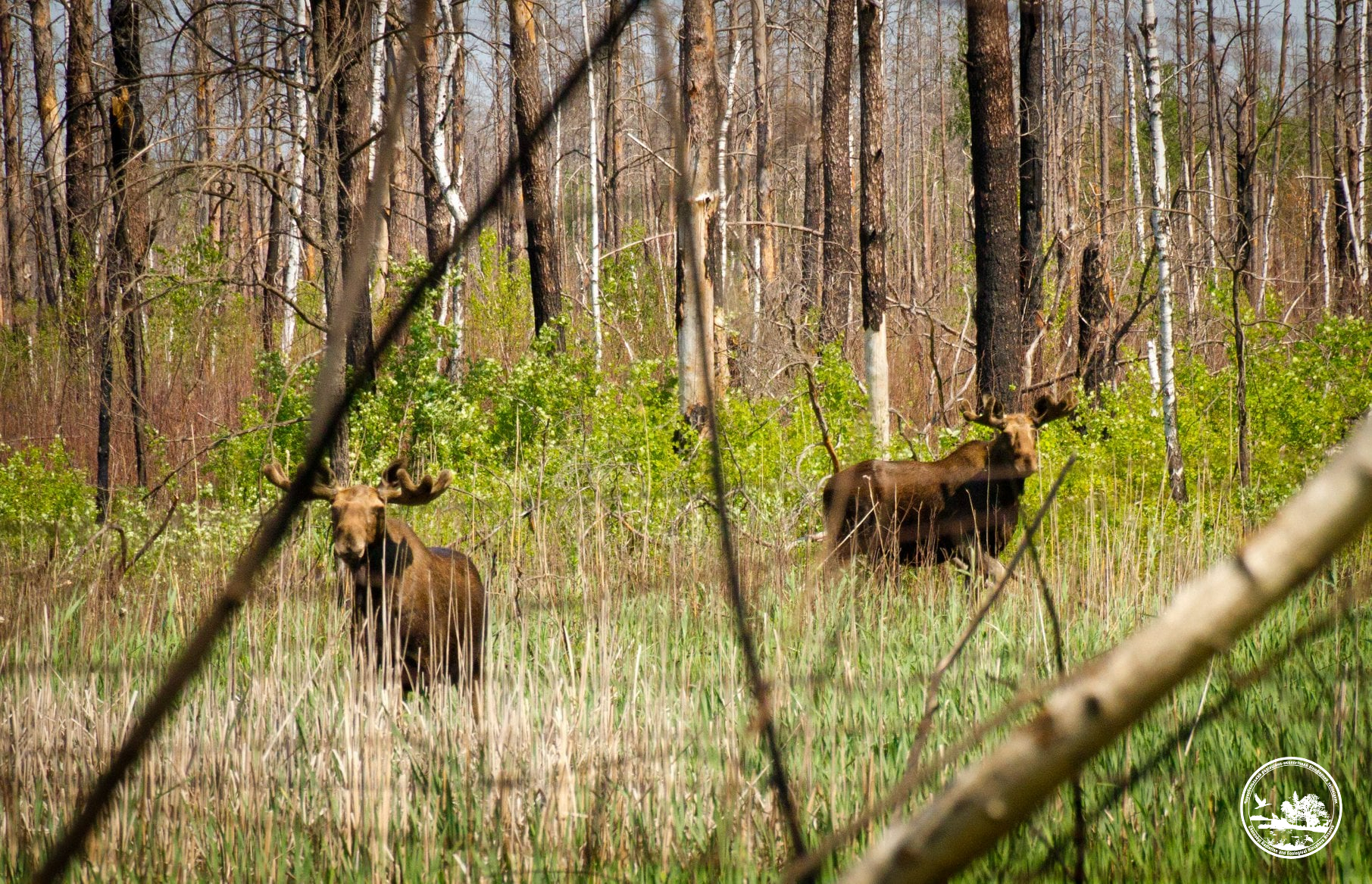 Водятся ли мутанты в Чернобыле и кто живет в рыжем лесу: блиц о животных зоны отчуждения