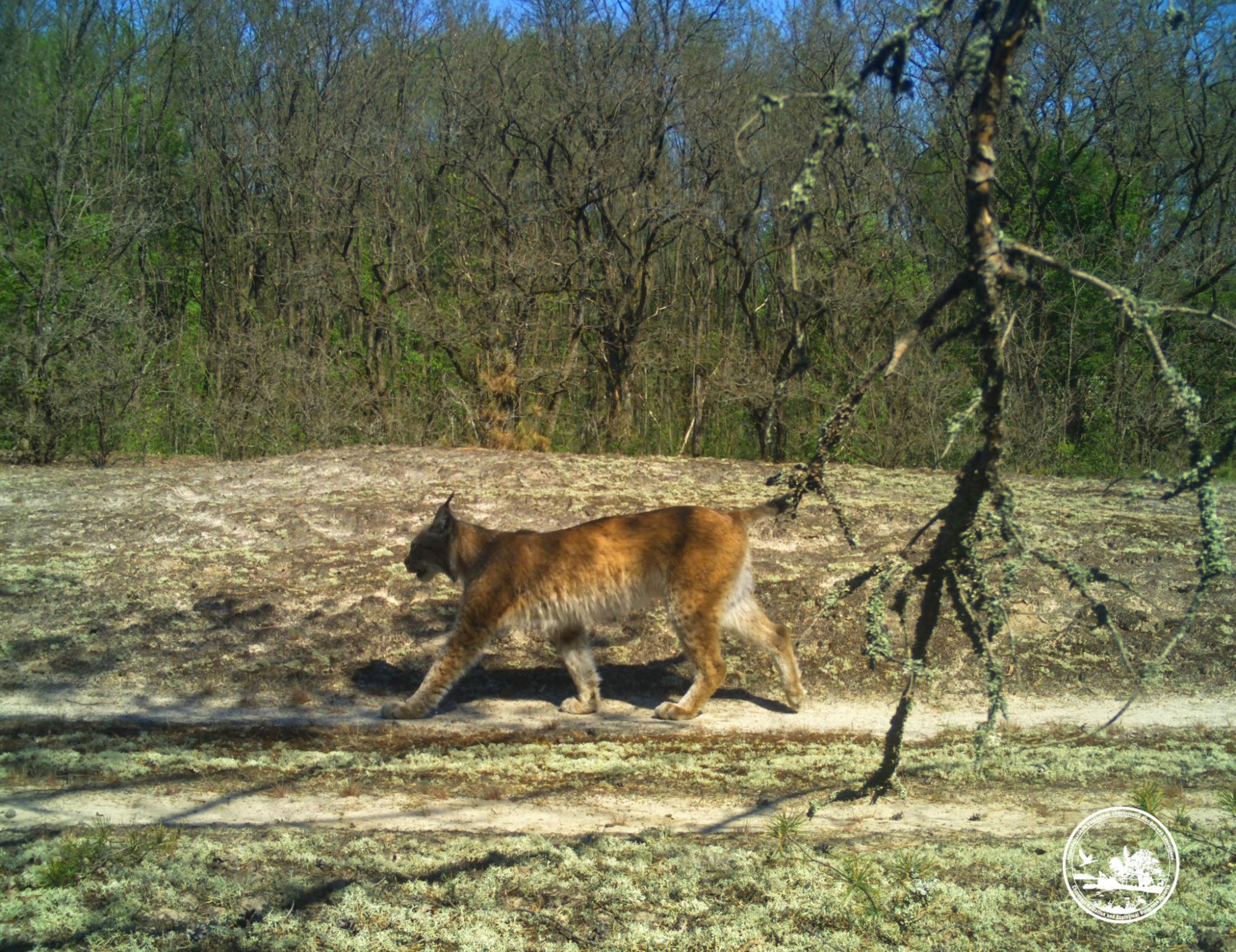 Водятся ли мутанты в Чернобыле и кто живет в рыжем лесу: блиц о животных зоны отчуждения