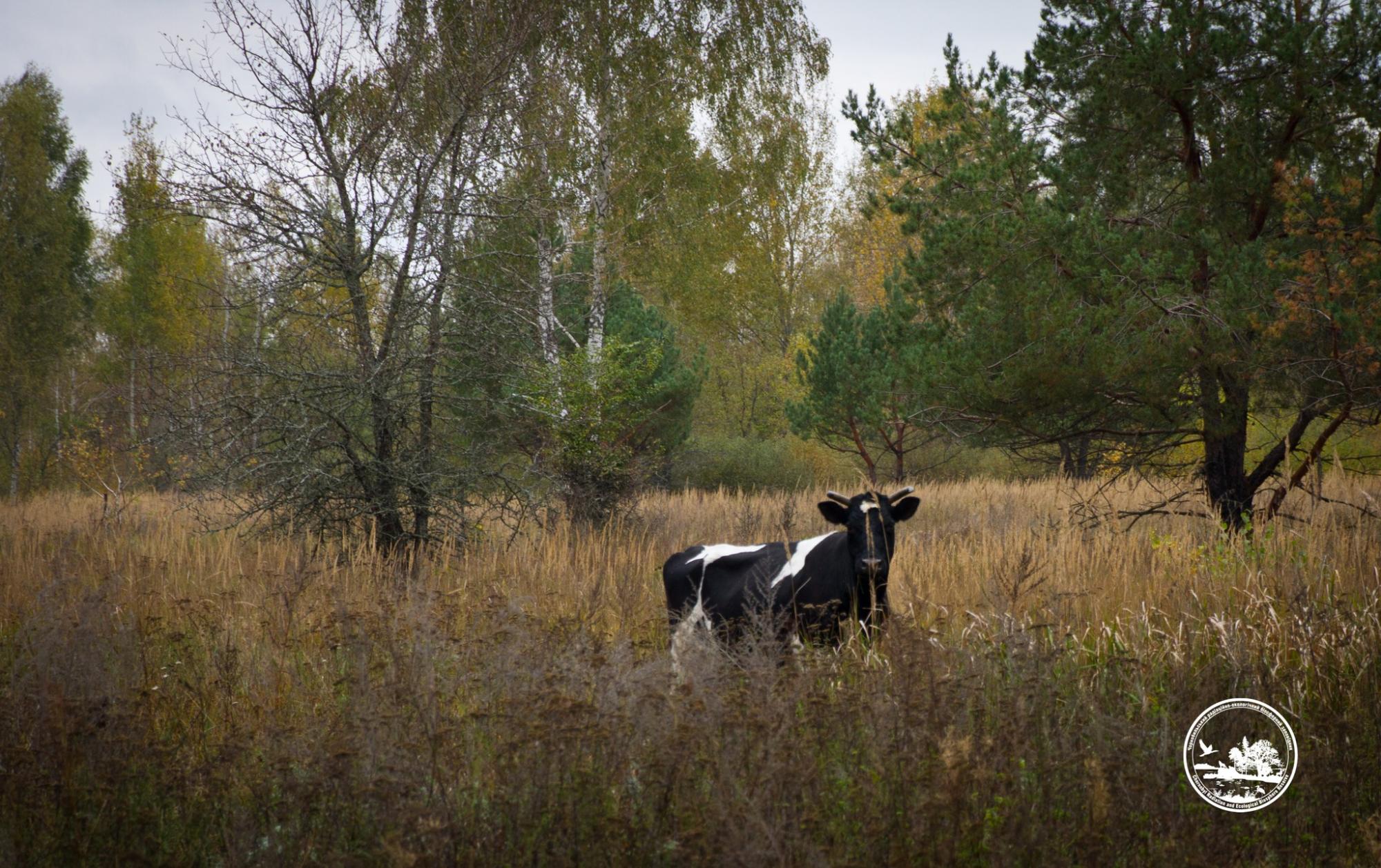 Водятся ли мутанты в Чернобыле и кто живет в рыжем лесу: блиц о животных зоны отчуждения