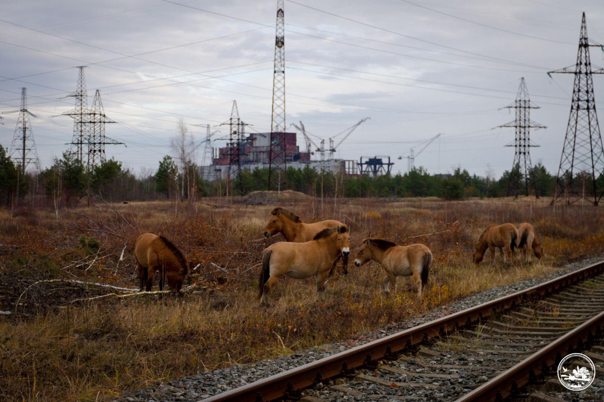 Водятся ли мутанты в Чернобыле и кто живет в рыжем лесу: блиц о животных зоны отчуждения