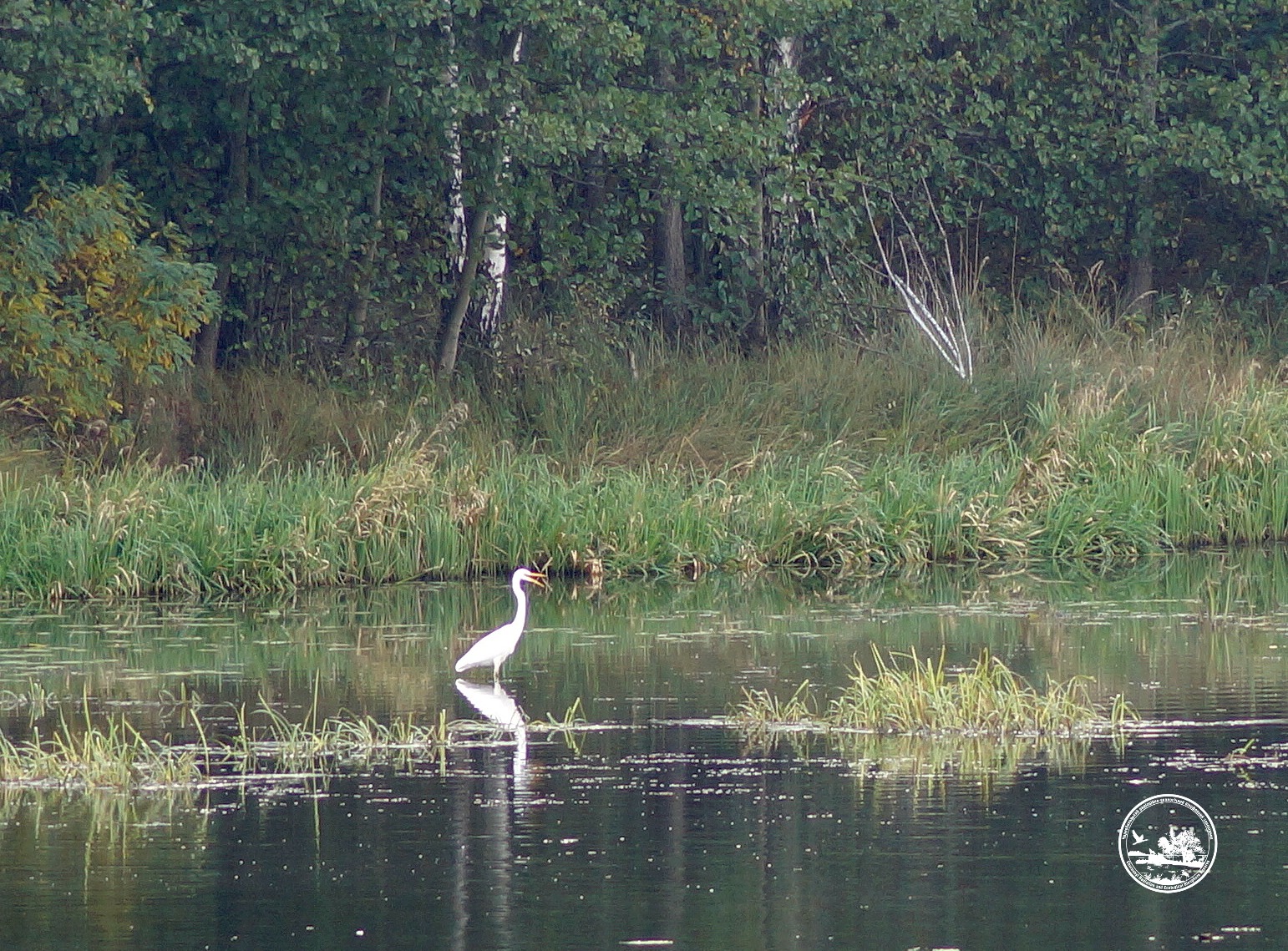 Водятся ли мутанты в Чернобыле и кто живет в рыжем лесу: блиц о животных зоны отчуждения