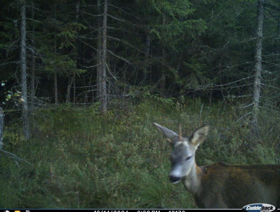 В Карпатах заметили &quot;единорога&quot;: редкое животное попало на фото