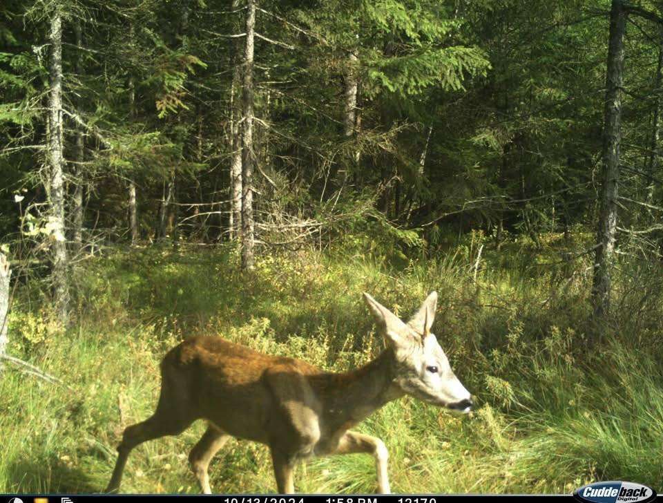 В Карпатах заметили &quot;единорога&quot;: редкое животное попало на фото