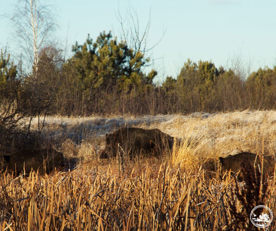 Водятся ли мутанты в Чернобыле и кто живет в рыжем лесу: блиц о животных зоны отчуждения
