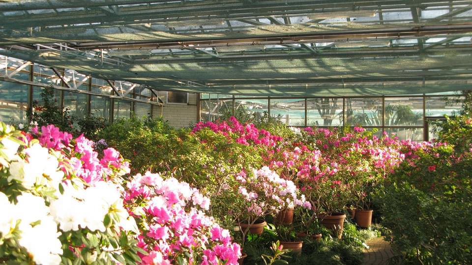 Будет ли цвести сирень и азалии? В Ботсаду Гришко рассказали о последствиях критической зимы