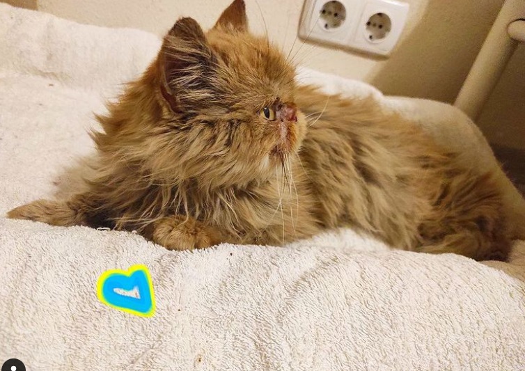 У спасенной из Бородянки кошки  появился Instagram: пушистик стала символом борьбы и отваги