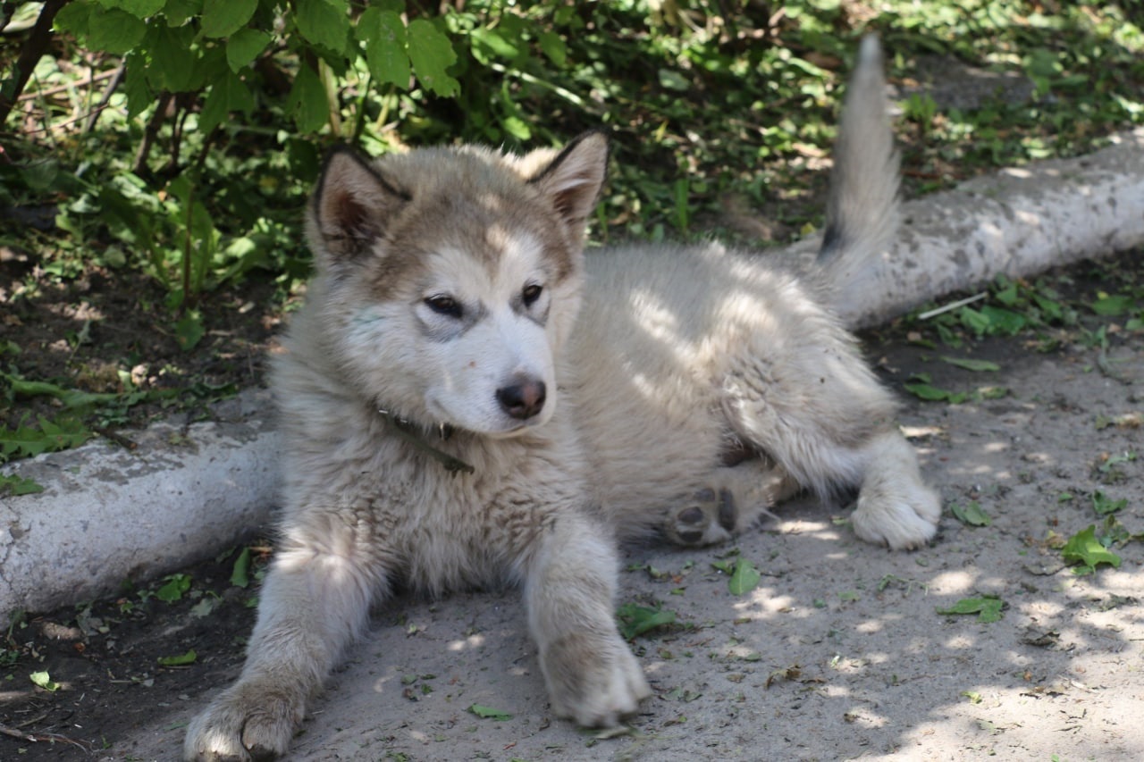 Спасенный щенок подрос, стал &quot;Байрактаром&quot; и теперь служит в ГСЧС: милые фото