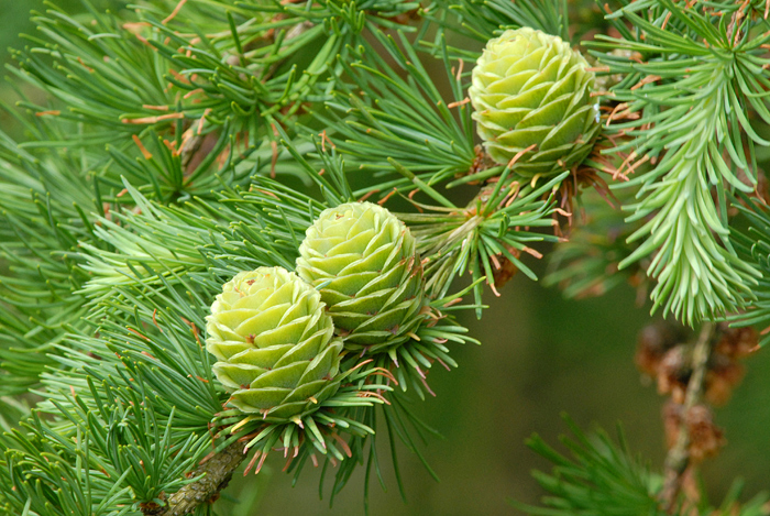 Які дерева та кущі не можна садити біля дому, а які - потрібно