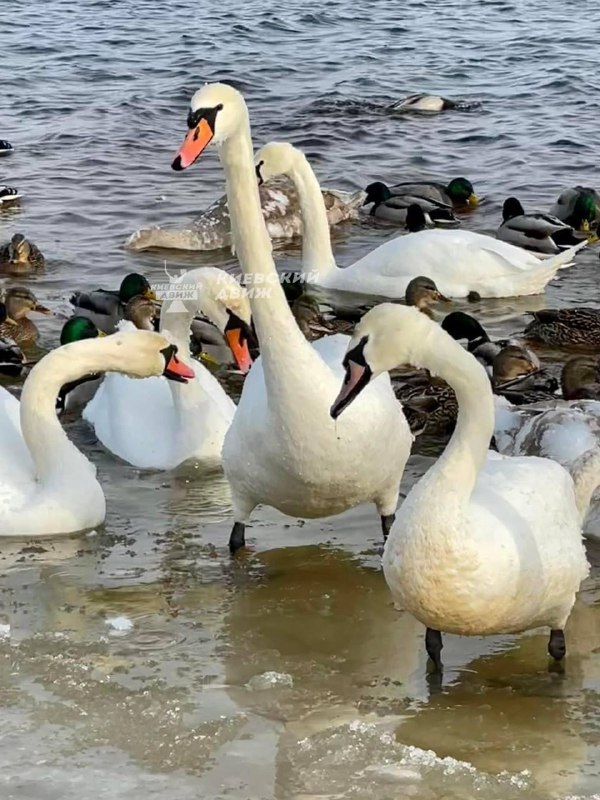Один из киевских парков оккупировали лебеди, чайки и утки: фантастические фото