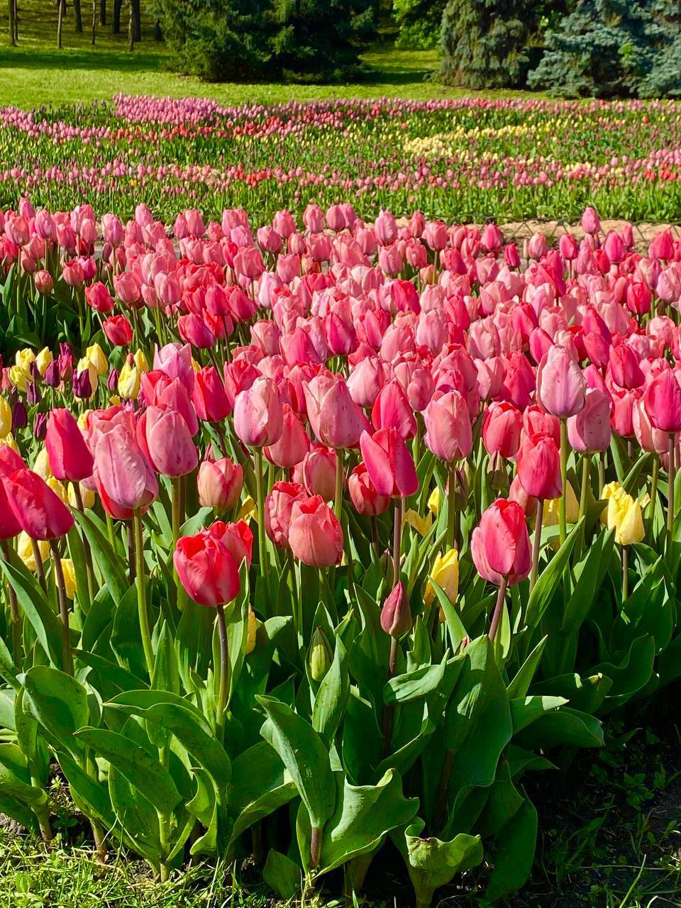 В Києві розцвіло море тюльпанів: фото неймовірної краси