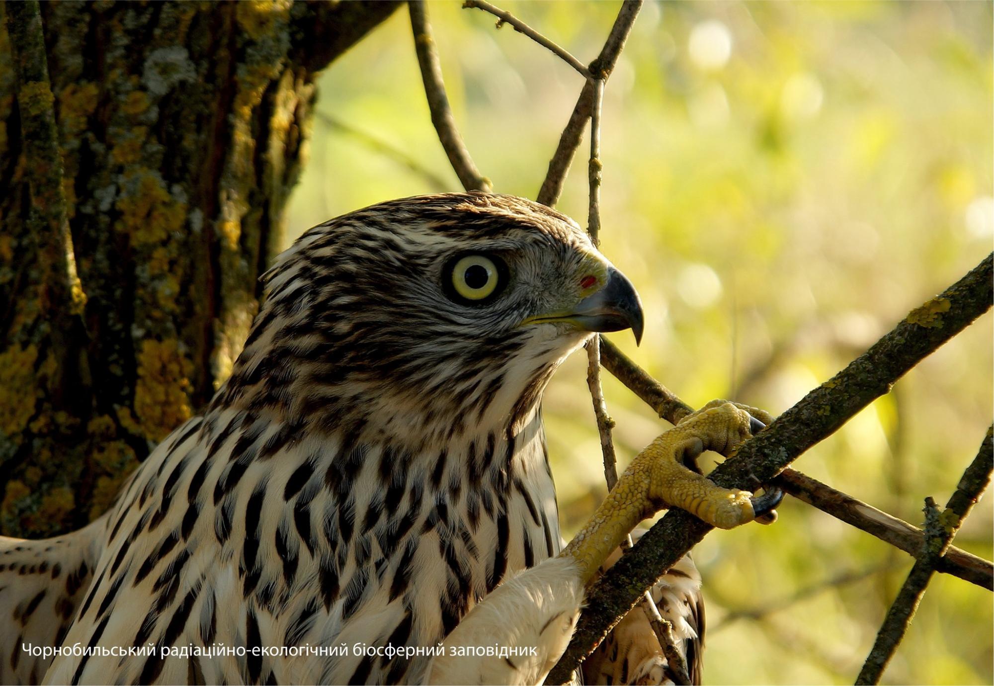 У Чорнобилі в кадр потрапили рідкісні тварини: найяскравіші фото з зони відчуження