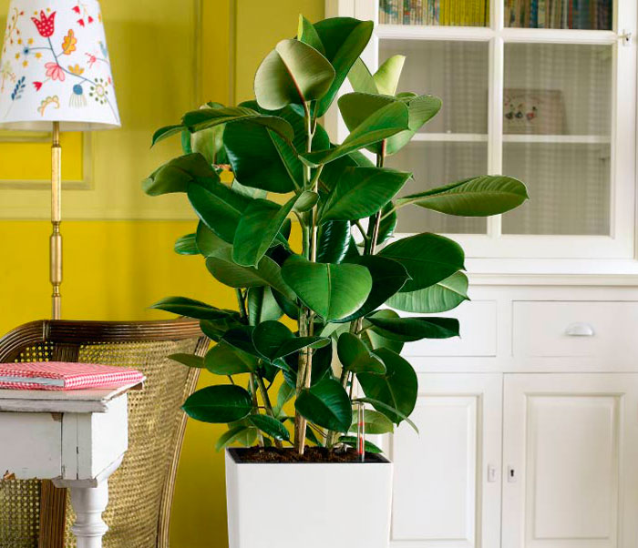 Вот почему в доме нельзя держать фикус