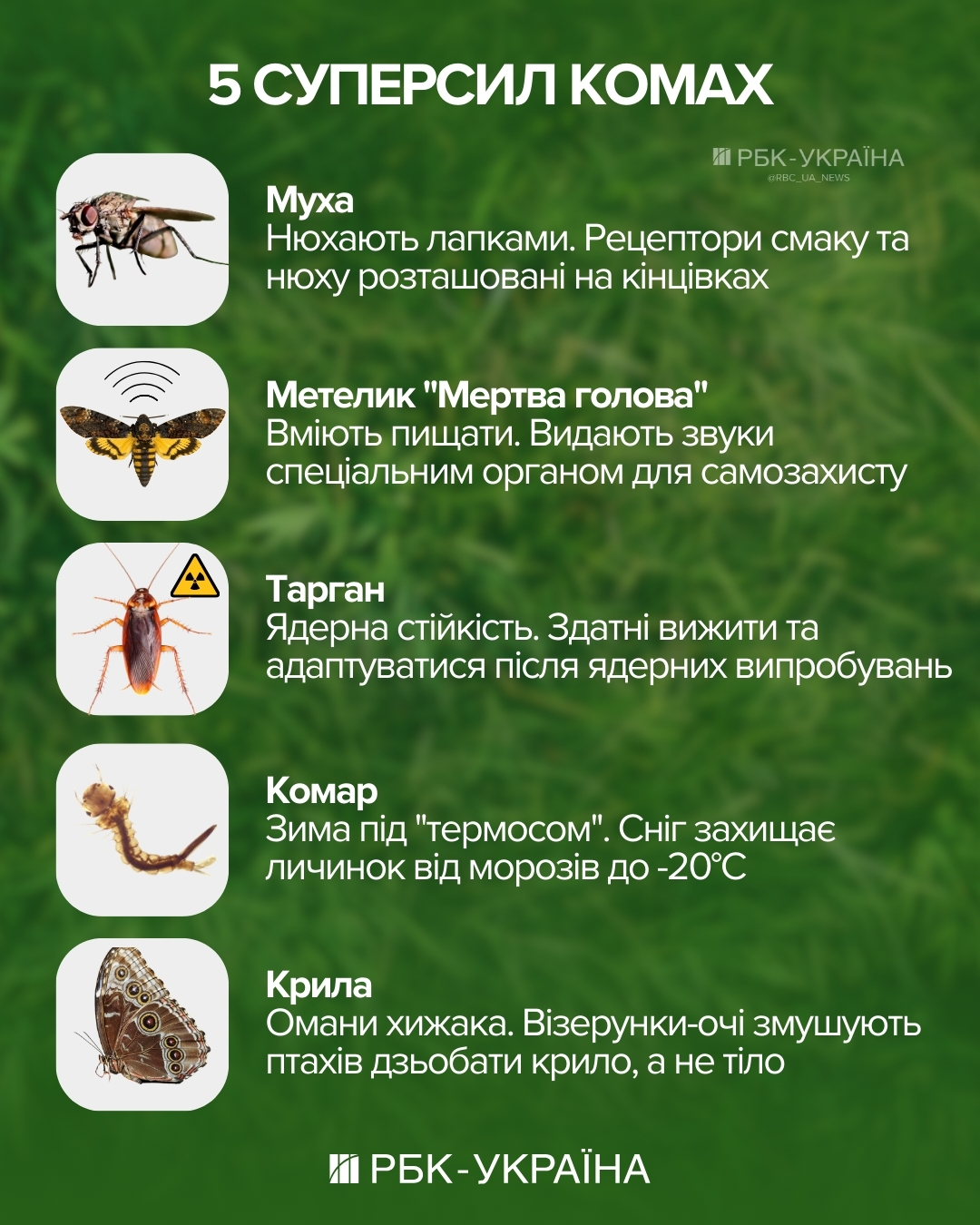 Куда исчезают комары зимой и переживут ли тараканы "ядерку": 5 неочевидных фактов о насекомых