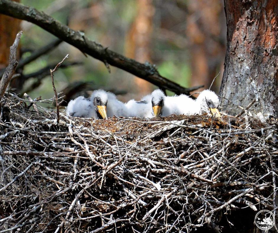 Водятся ли мутанты в Чернобыле и кто живет в рыжем лесу: блиц о животных зоны отчуждения