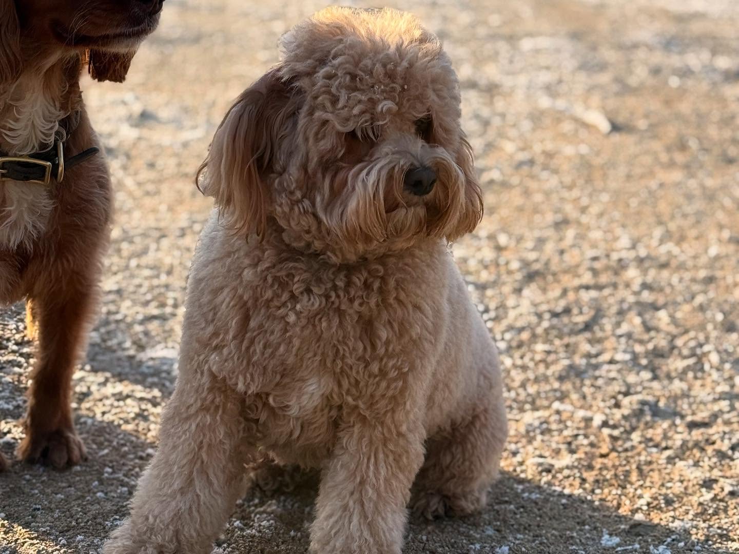 Бекхэм показал, как выглядят зимние прогулки миллионера (фото)