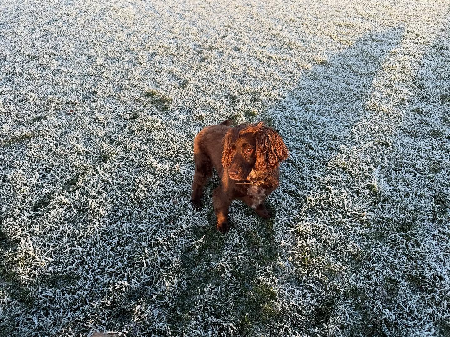 Бекхэм показал, как выглядят зимние прогулки миллионера (фото)